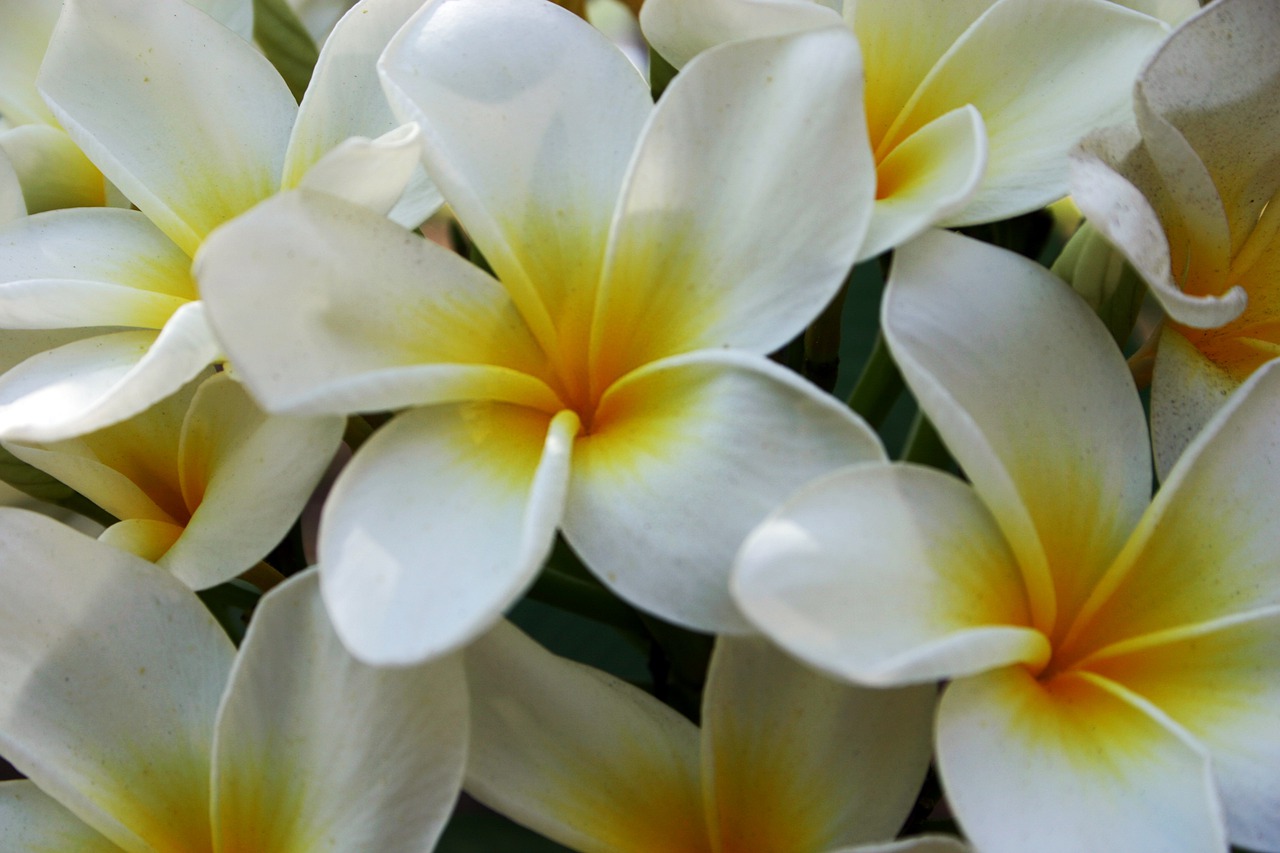Tropical Flowers Saint Johns Free photo on Pixabay Pixabay