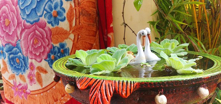 Free Bird Swan photo and picture