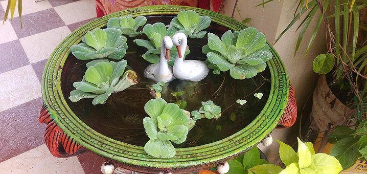 Free Garden Flower photo and picture