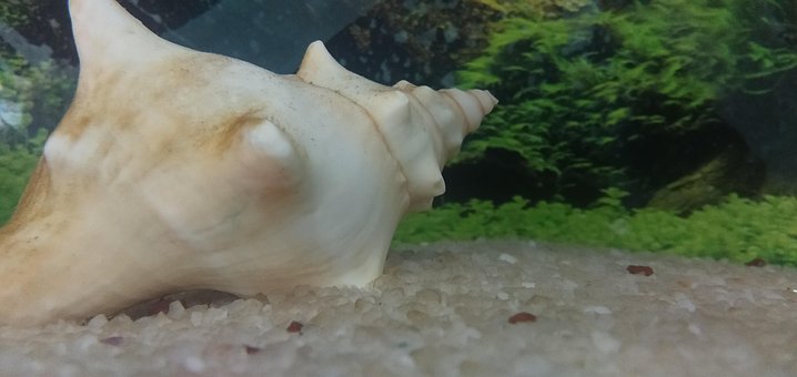 Free Shell Pond photo and picture