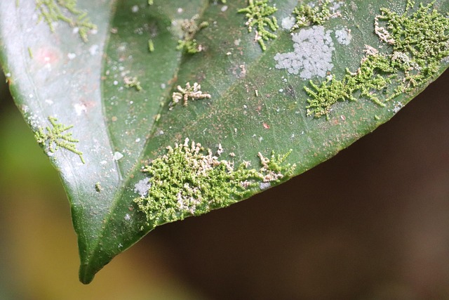 Jungle, Mos, Korstmos, Schimmels, Natuur