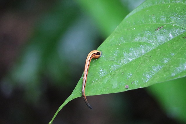Leech, Tijger, Jungle, Borneo
