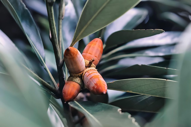 Bellotas, Otoño, Árbol De Roble