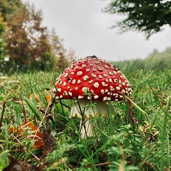 Paddenstoel, Paddestoel, Mycologie