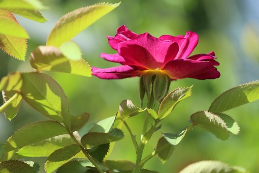 Französisch Rose, Blumen Hintergrund