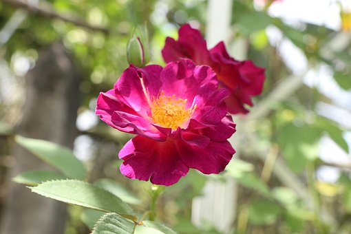 Französisch Rose, Blume, Blumentapete