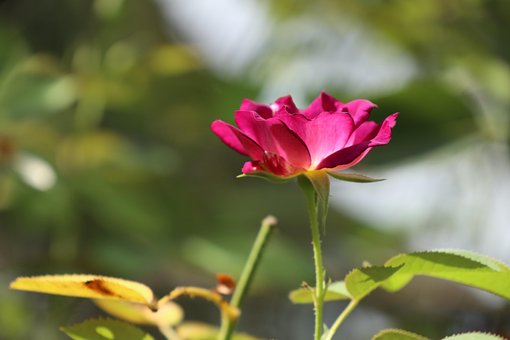 Pinke Rose, Rose, Pinke Blume, Blume