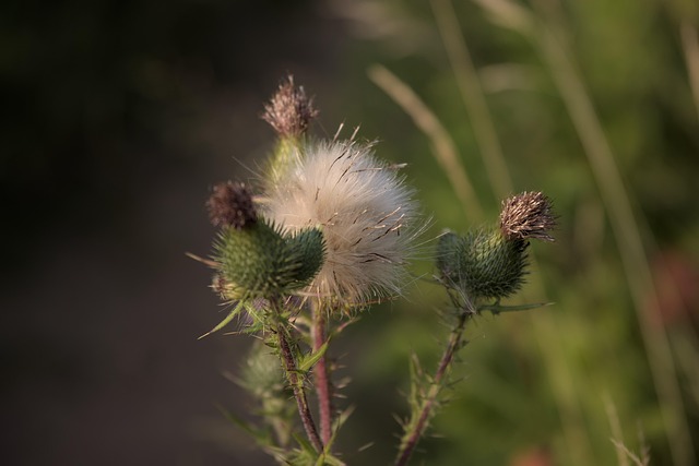 Free Thistle Nature photo and picture
