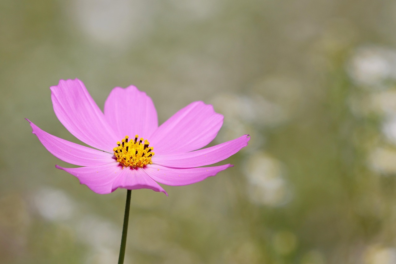Cosmos Flower Wildflower Free photo on Pixabay Pixabay