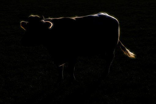 Charolais, Kuh, Tier, Dunkel, Bw, Licht