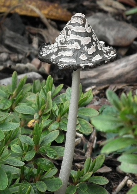 Free Mushroom Fungus photo and picture