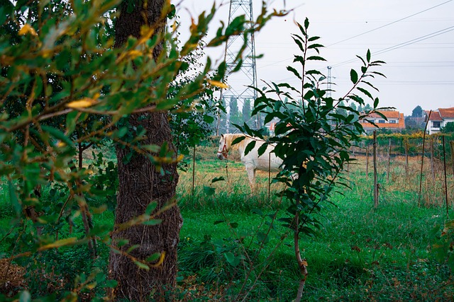 Hest, Plante, Lejr, Hvid, Natur, Flod