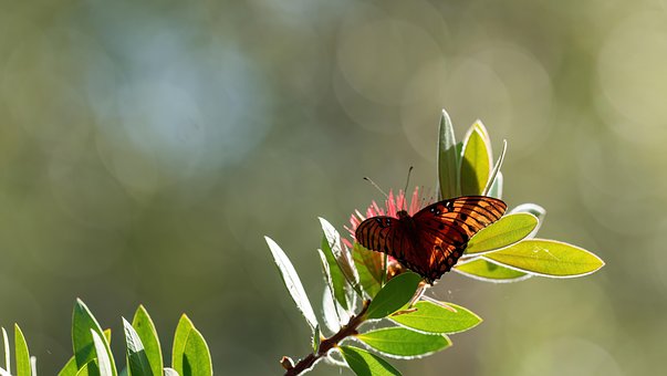 Free Butterfly Insect photo and picture