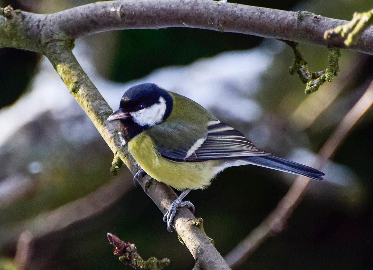 青シジュウカラ 乳首 鳥 - Pixabayの無料写真 - Pixabay