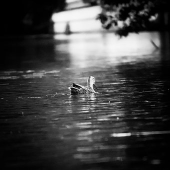 Ente, Natur, Kanal, Vogel, Wasservogel