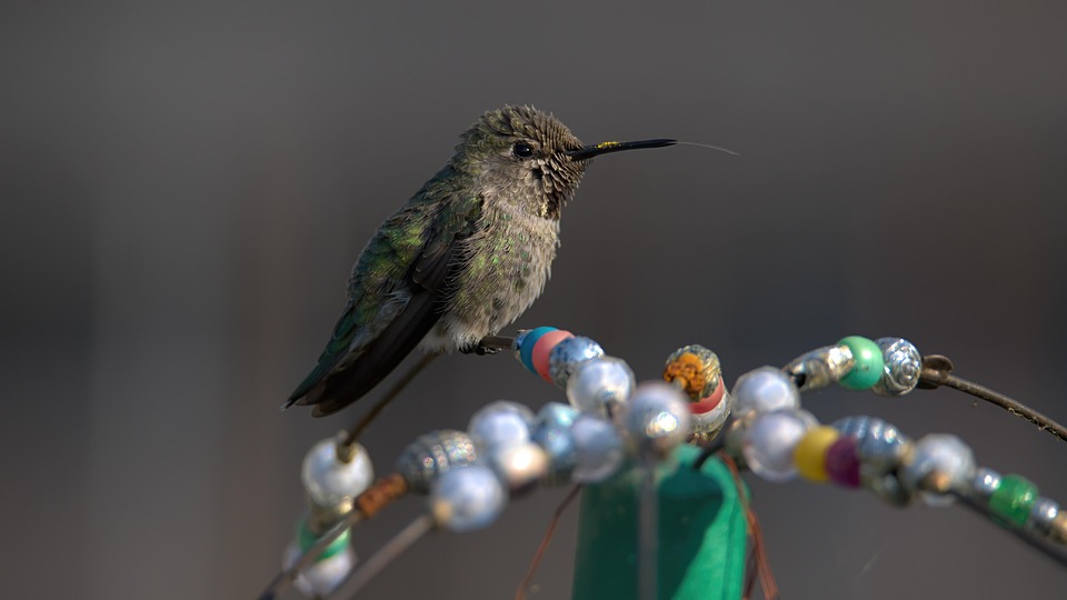 Hummingbird Bird Wildlife - Free photo on Pixabay