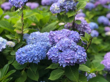 Free Hydrangea Nature photo and picture