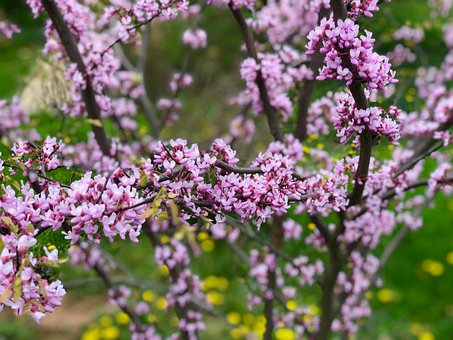 Free Eastern Redbud Redbud photo and picture