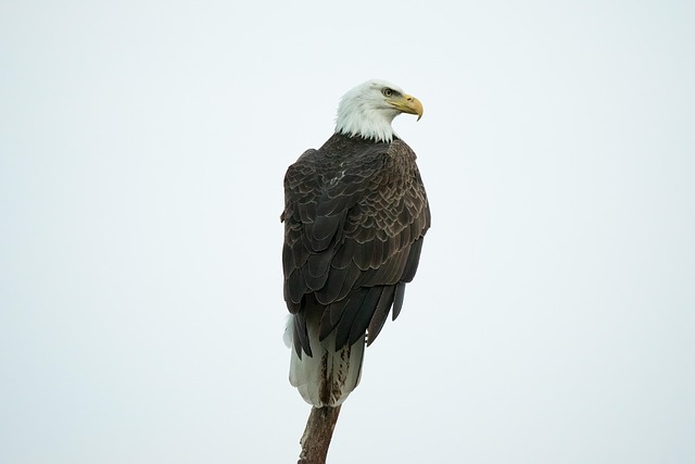 Free Eagle Perched Bird photo and picture