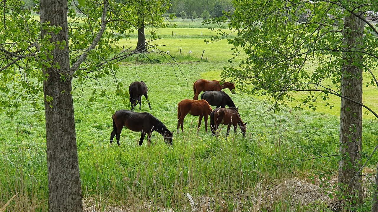 Konie Natura ka Darmowe Zdj cie Na Pixabay