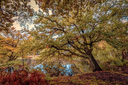 Cair, Floresta, Natureza, Folhas, Árvore