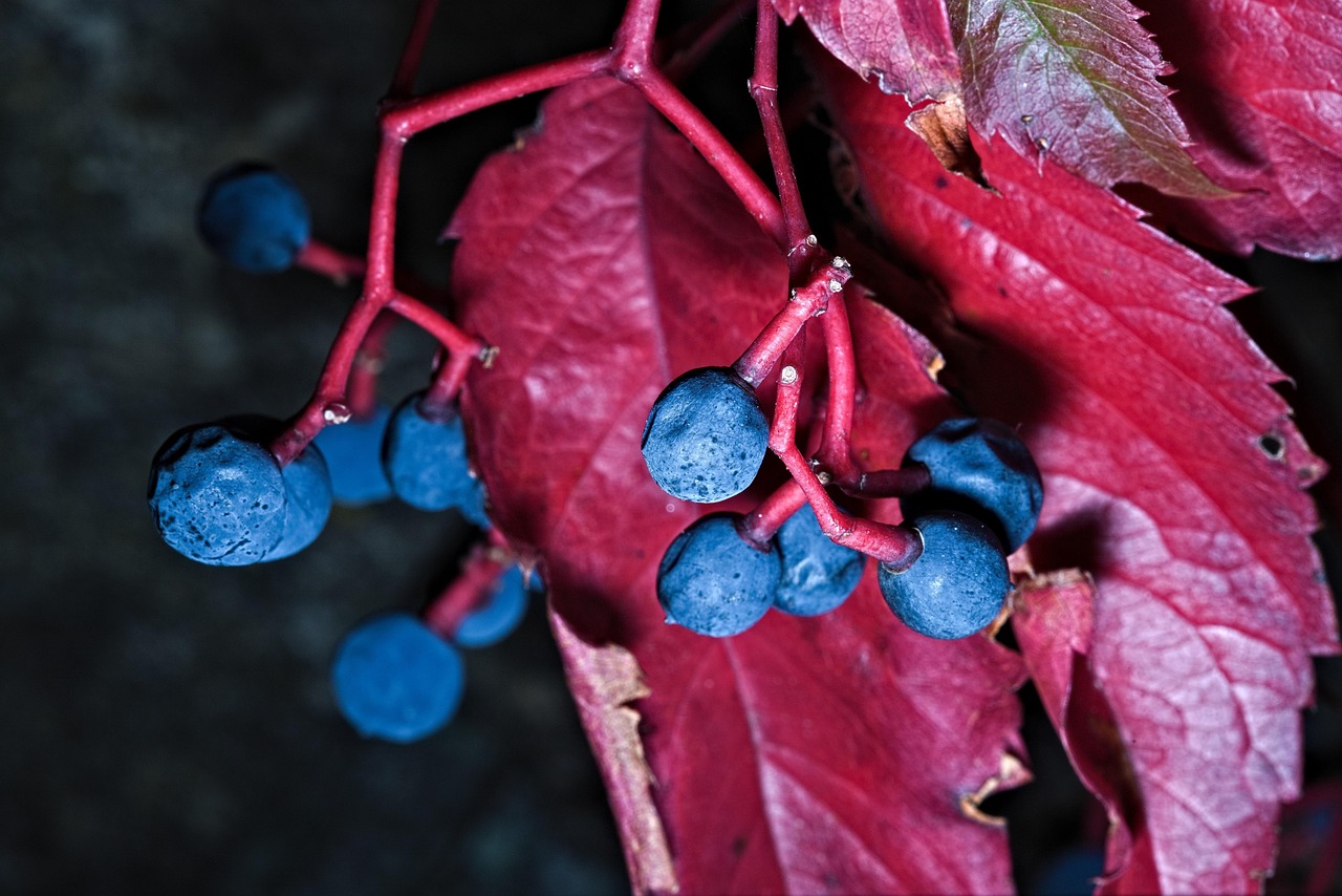 Baies Rouges Sur Vigne Vigne Américaine Baies Feuillage - Photo gratuite sur Pixabay - Pixabay