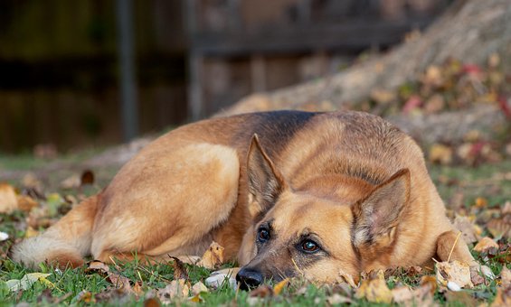 Hund, Baggård, Udendørs, Kæledyr, Hunde