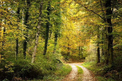 Skov, Efterårets Skov, Natur, Sti