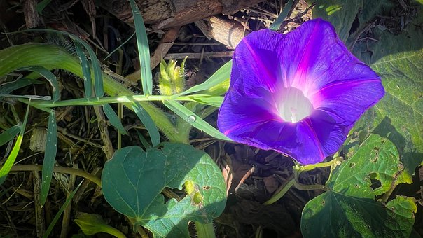 Free Drop Ipomea photo and picture