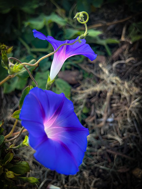 Free Bindweed Flowers photo and picture