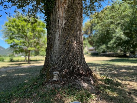 Free Tree Trunk photo and picture
