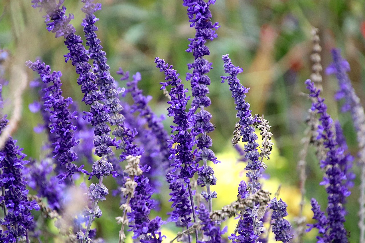 Sage Flowers Purple Free photo on Pixabay Pixabay