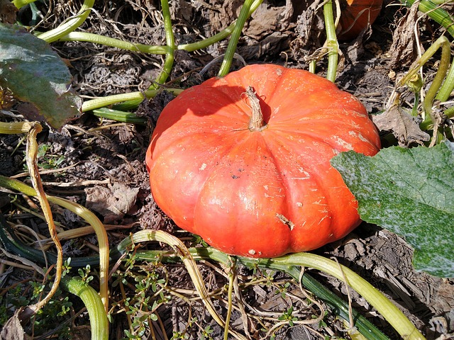 Free Pumpkin Pumpkins photo and picture