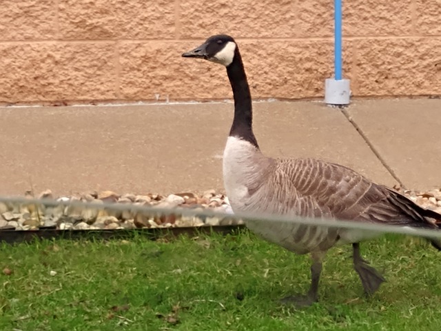 Free Goose Geese photo and picture
