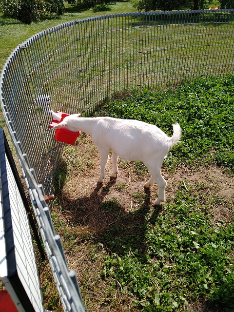 Free Goat Mammal photo and picture
