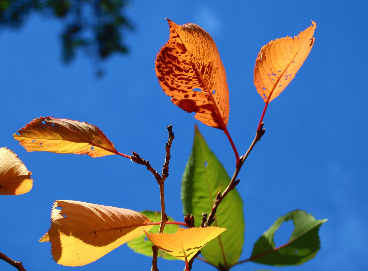 Autumn Leaves Colors Free Photo On Pixabay Pixabay autumn-leaves-colors-free-photo-on-pixabay-pixabay