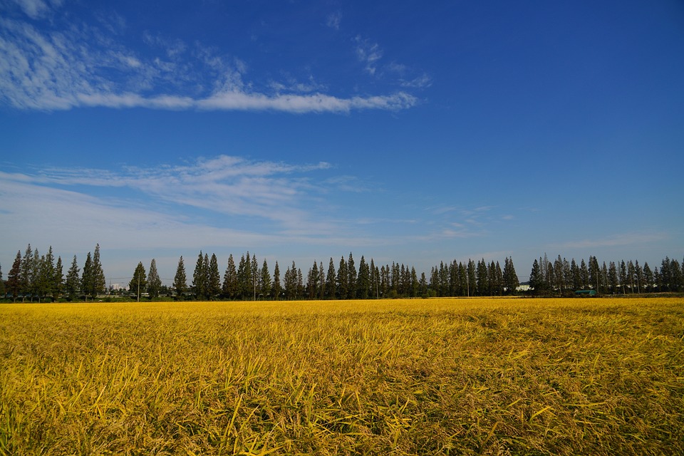 Autumn Field Grain Free Photo On Pixabay autumn-field-grain-free-photo-on-pixabay
