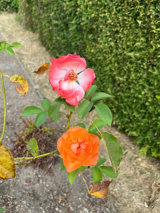 Pétales Et Boutons De Rose Séchés - Mélange Rouge, Rose, Jaune, Blanc/Ivoire - Qualité Supérieure - Stock Britannique