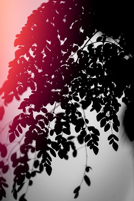 Free Leaves Leaf photo and picture
