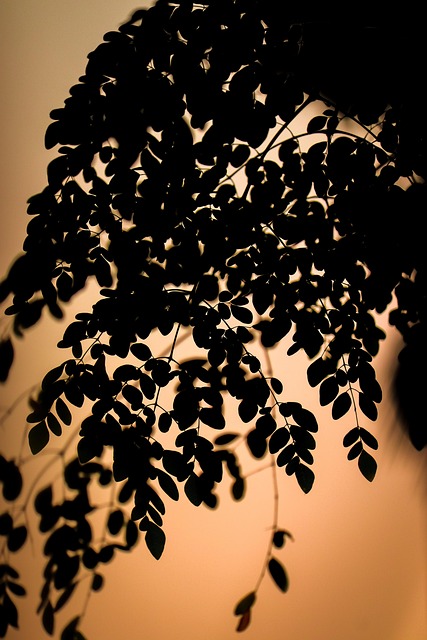 Free Sunset Nature photo and picture