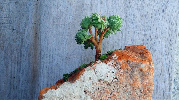 Bonsai, Zimmerpflanze, Baum, Hauswurz