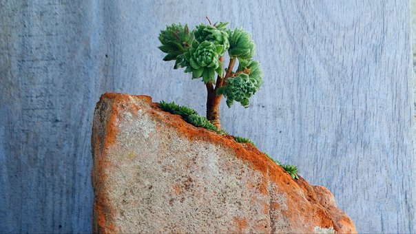 Bonsai, Sukkulente, Hauswurz