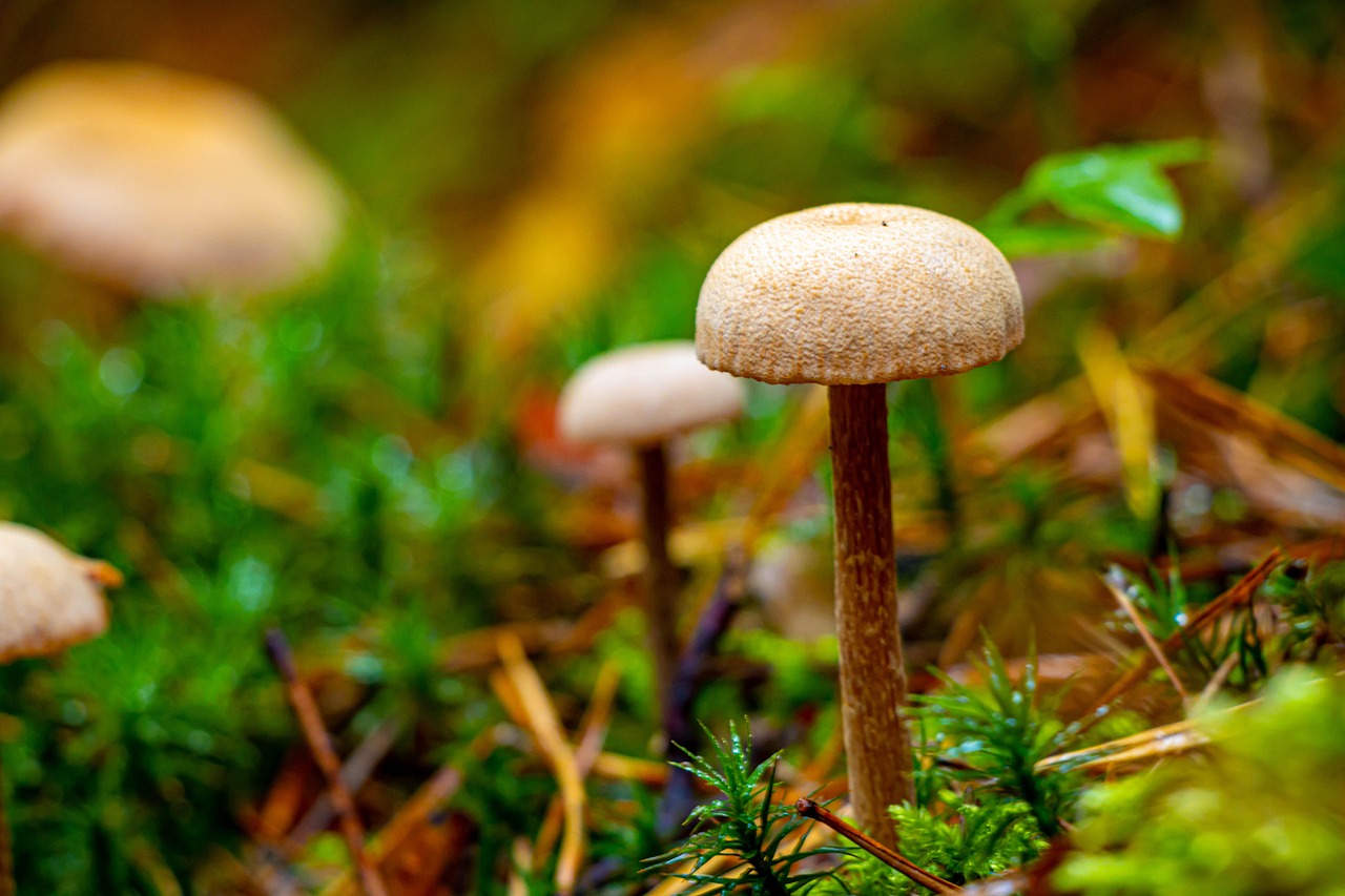 きのこ 森林 菌類 - Pixabayの無料写真 - Pixabay