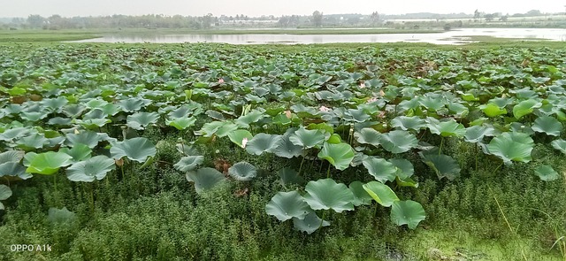 Lotus Lake - Free photo on Pixabay - Pixabay