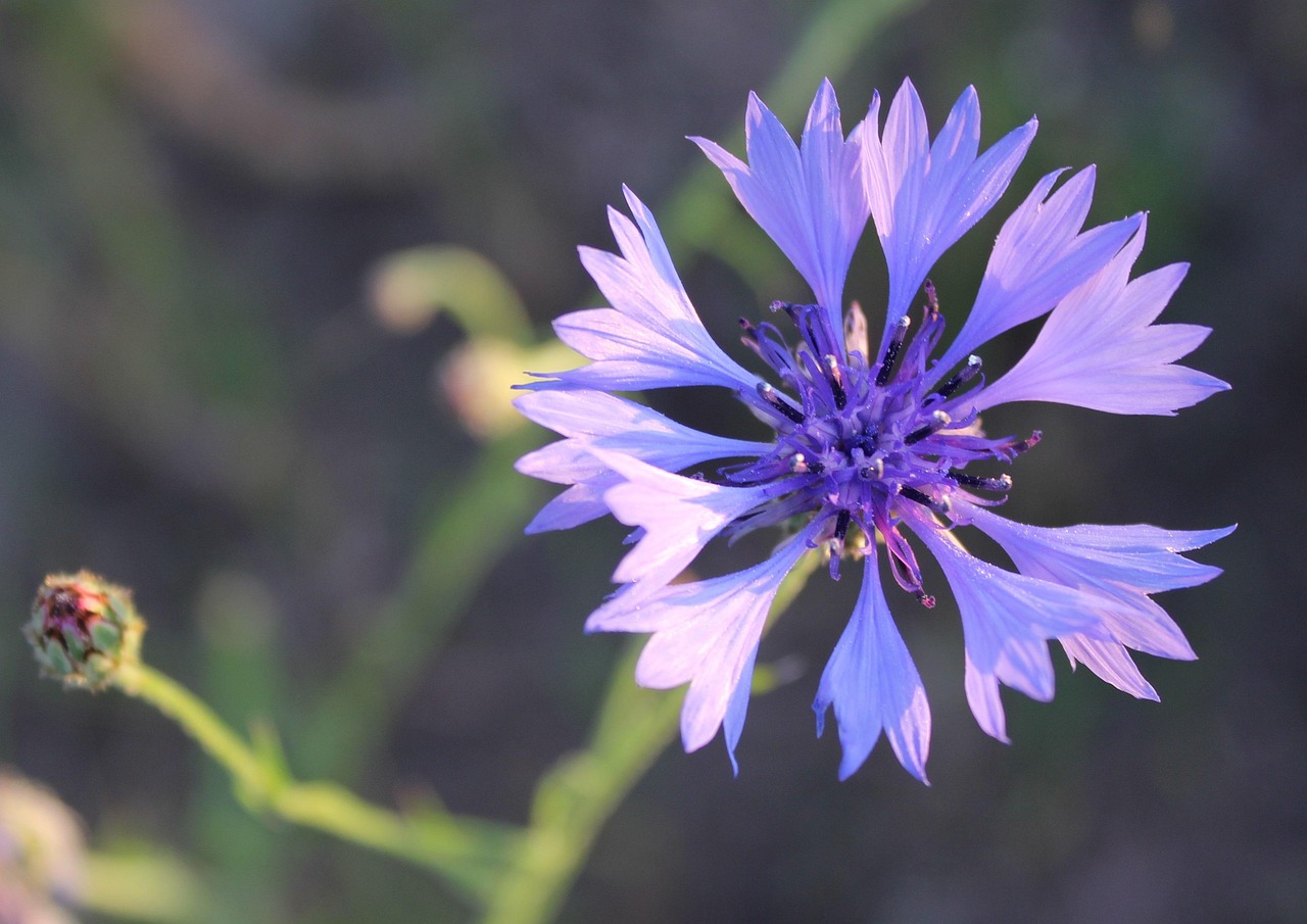 Cornflower Flower Blue Free photo on Pixabay Pixabay