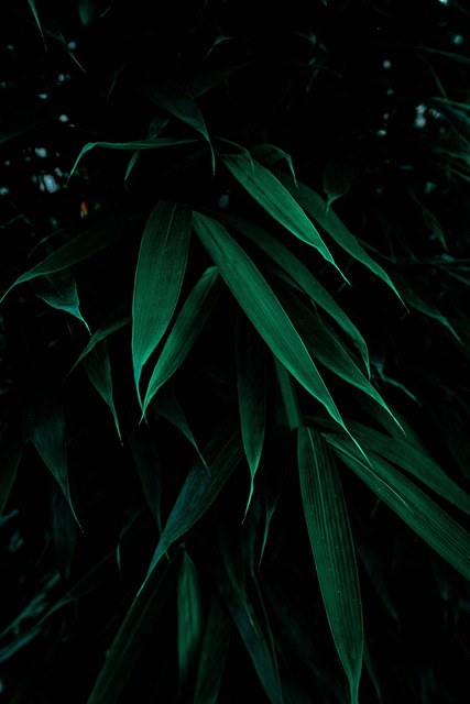 Free Leaves Botany photo and picture