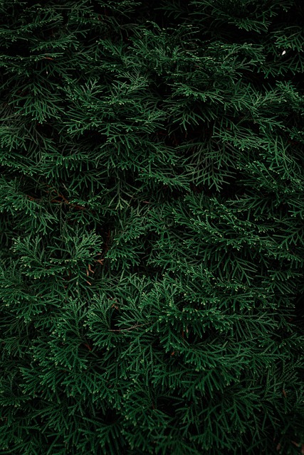 Free Leaves Botany photo and picture