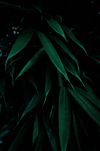 Free Leaves Botany photo and picture