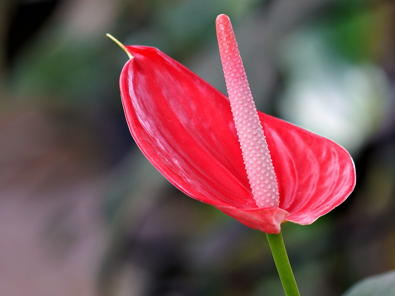 Anthurium Spitzenblatt Rote Blume Kostenloses Foto Auf Pixabay Pixabay anthurium-spitzenblatt-rote-blume-kostenloses-foto-auf-pixabay-pixabay