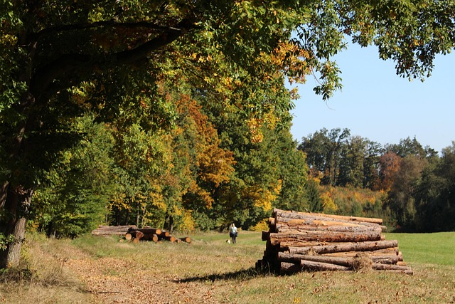 Free Fall Autumn photo and picture